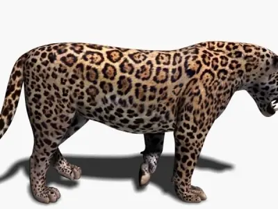 Realistic Jaguar - no fur 3d model 3D model