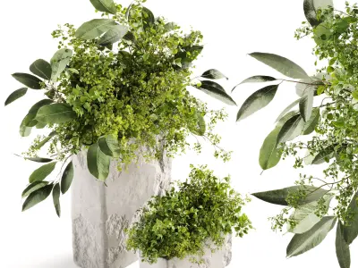 Plants Bouquets 3D model