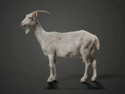 Goat 01 Animated VFX Grace 3D model