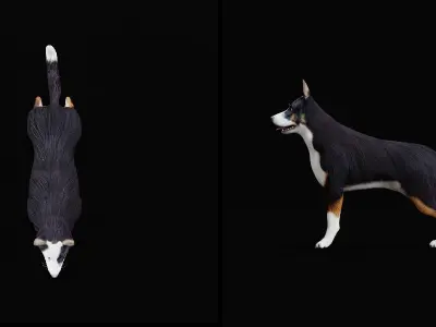 Panda German Shepherd Dog Low-poly 3D model