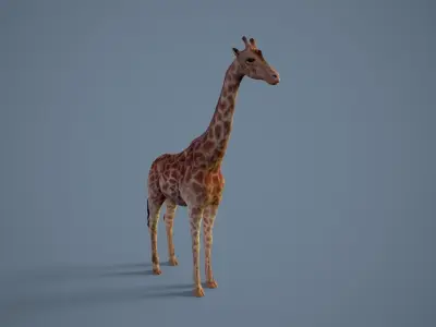 Giraffe Low-poly 3D model