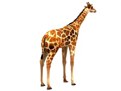 Giraffe 3D model