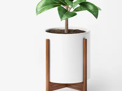 Ficus Elastica 2 3D model