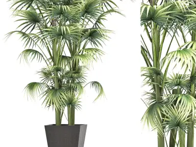 Plants Collection 191 Sabal Minor 3D model