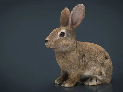 Rabbit Low-poly 3D model