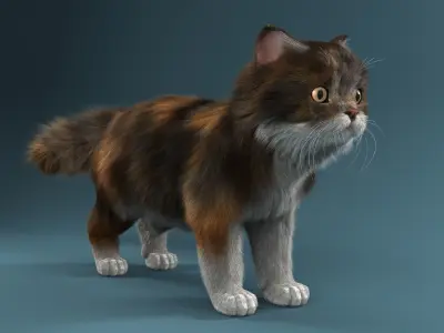 Persian cat 3D model