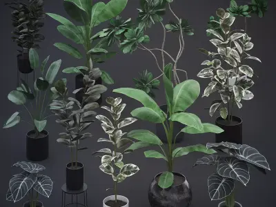 Interior Plants Pack 3D Model Collection