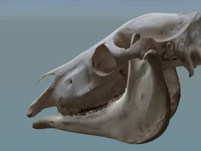 Full Horse Skull 3D model