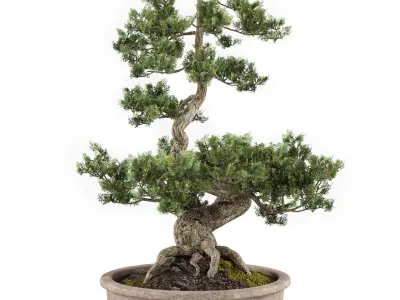 Bonsai tree 02 3D model