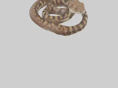 Eastern Diamondback Rattlesnake coiled model 3D model