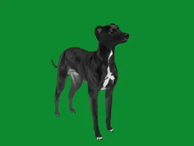 Italian Greyhound Dog Low-poly 3D model