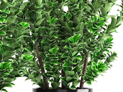 Euonymus plant in pot  3D model