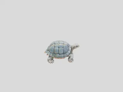 Detailed Lowpoly Tortoise Low-poly 3D model