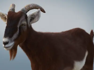 Brown Goat static Xgen Core 3D model