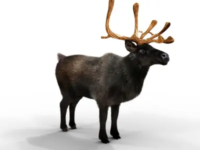 Fur Black Reindeer Rigged Blender Low-poly 3D model