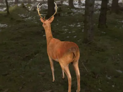 low poly deer rigged  Low-poly 3D model