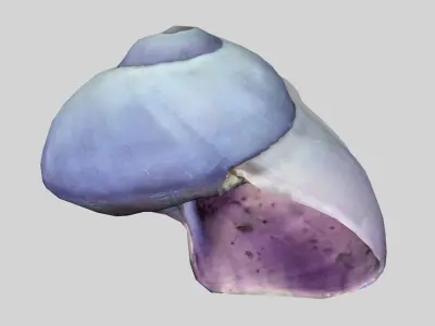 Purple seashell photoscan Janthina janthina Low-poly 3D model