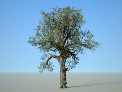 Broadleaf 007 Low-poly 3D model