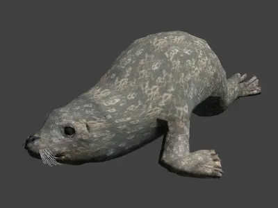 Earless seal 3D model