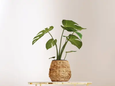 Monstera plant in willow basket 3D model