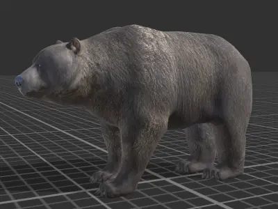 Bear Male 1 Low-poly 3D model