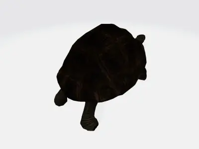 Galapagos Tortoise 3D model