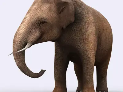 3DRT - Elephant Low-poly 3D model
