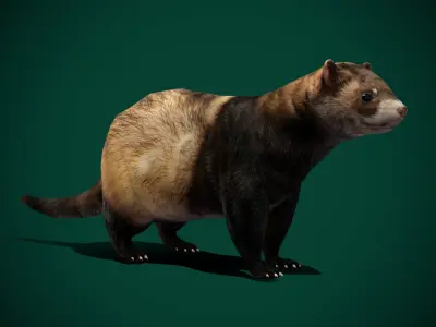 European Polecat  Low-poly 3D model