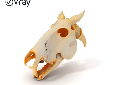 Realistic Animal Skull Model Pack Low-poly 3D model