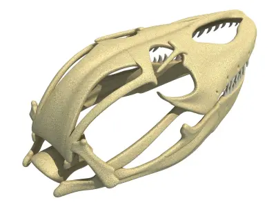 Komodo Dragon Skull 3D model
