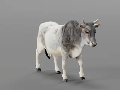 Asian Zebu Cattle Animal Low-poly 3D model