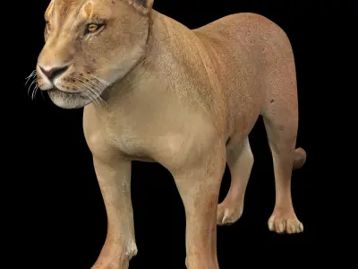   Lion female - Lioness Rig Low-poly 3D model