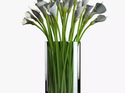 Callas calla lilies in vase 3D model