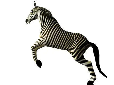 Zebra Rigged and Animated Low-poly 3D model