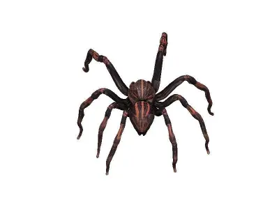 Spider Low-poly 3D model 9