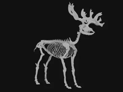Reindeer skeleton 3D model