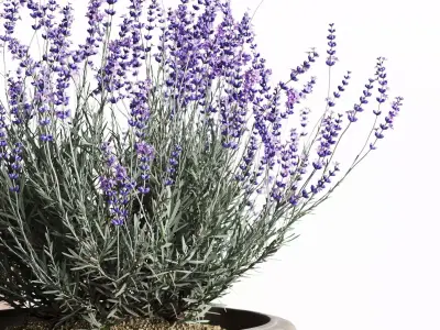 Mediterranean Patio Plant Set 3D model