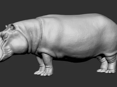 Animation ready  3d Hippo Model 3D model