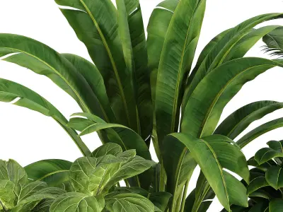 Indoor plant collection 09 3D model