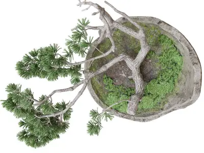 Decorative pine tree bonsai 3D model