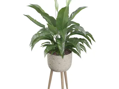 Peace Lily 01 3D model