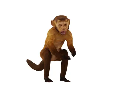 Capuchin Monkey Low-poly 3D model