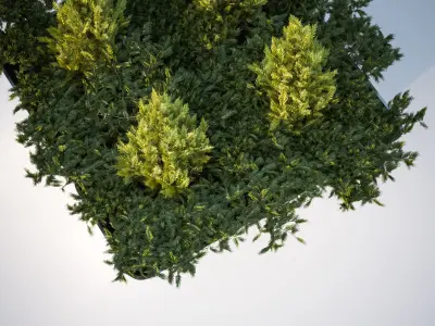 Lush green bush in planter 3D model