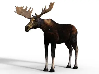 Moose Male 3D model