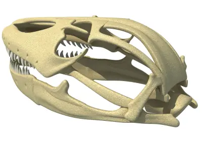 Komodo Dragon Skull 3D model