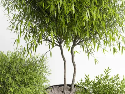 Outdoor plant 11  Low-poly 3D model