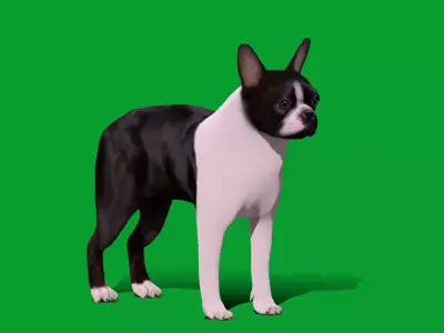 Boston Terrier Dog Low-poly 3D model