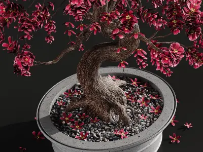 Bonsai plant 3D model