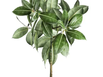 Ficus tree in a pot for the interior 857 3D model