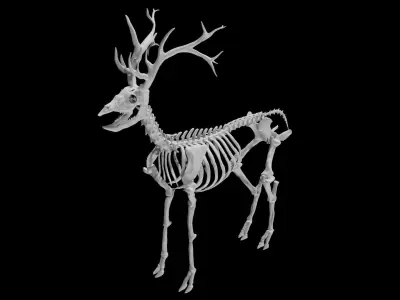 Deer Skeleton Low-poly 3D model